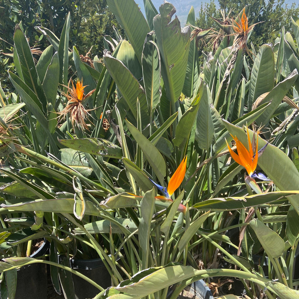 Bird of Paradise - Strelitzia Reginae - Pulled Nursery