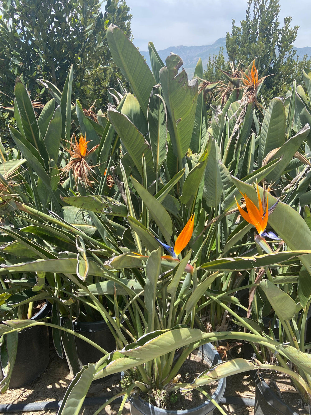 Bird of Paradise - Strelitzia Reginae - Pulled Nursery