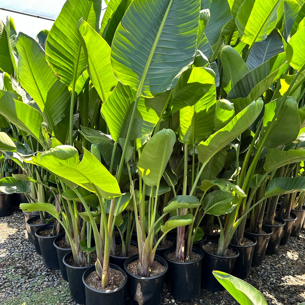 
                      
                        Giant Bird of Paradise (Strelitzia Nicolai)
                      
                    