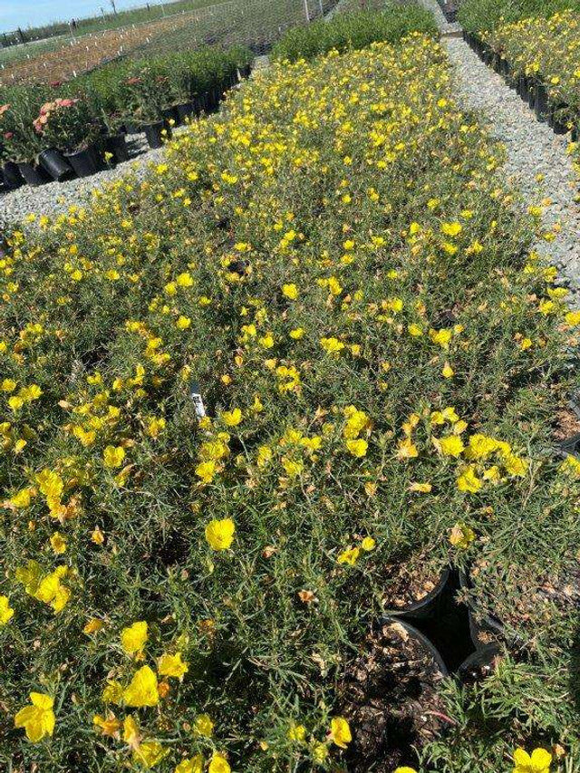 Sundrops - Calylophus drummondianus