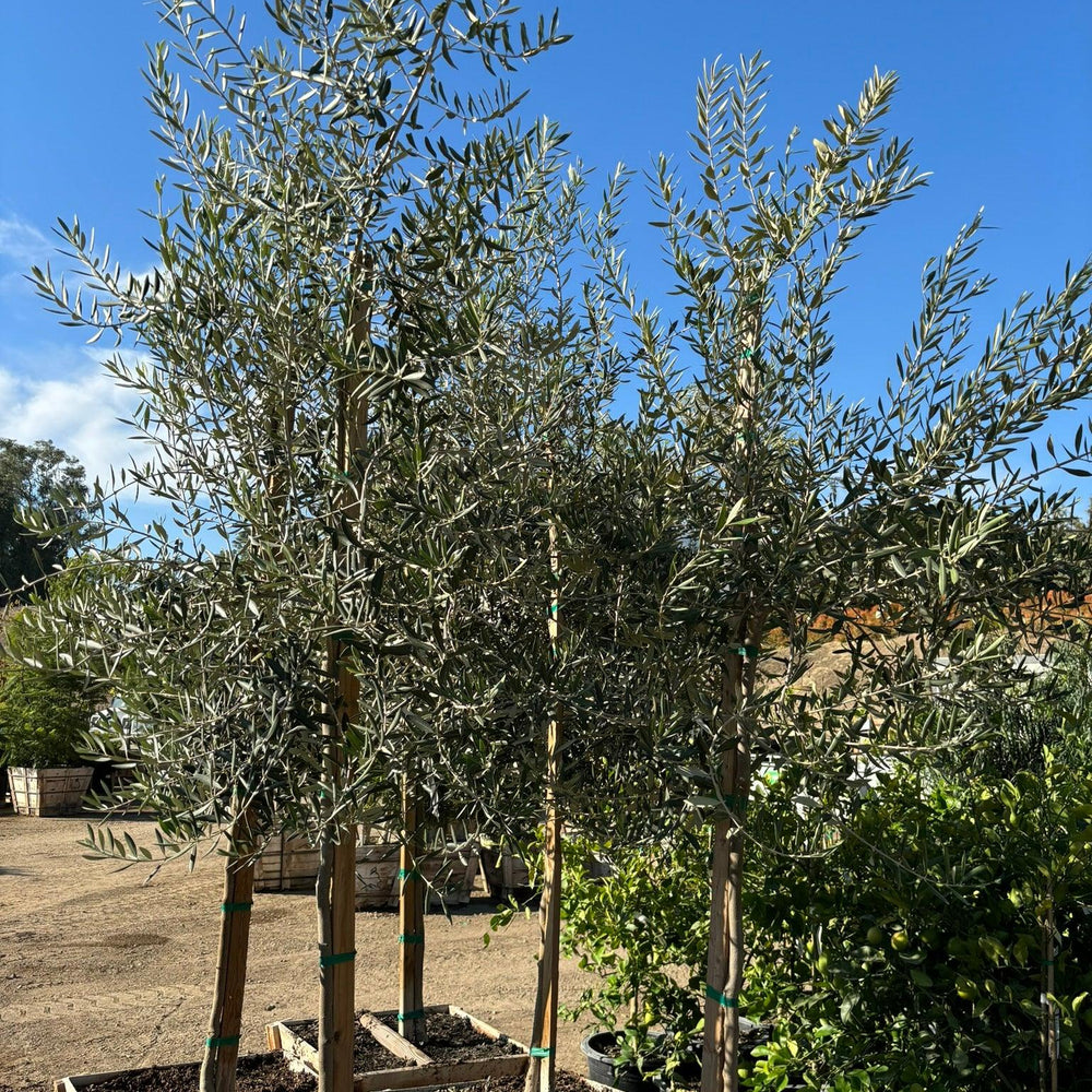 
                      
                        Swan Hill Olives® Fruitless Olive Tree - Olea Europaea 'Swan Hill' - Pulled Nursery
                      
                    