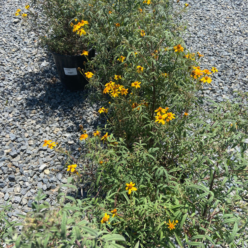 Mexican Marigold - Tagetes lemmonii - Pulled Nursery