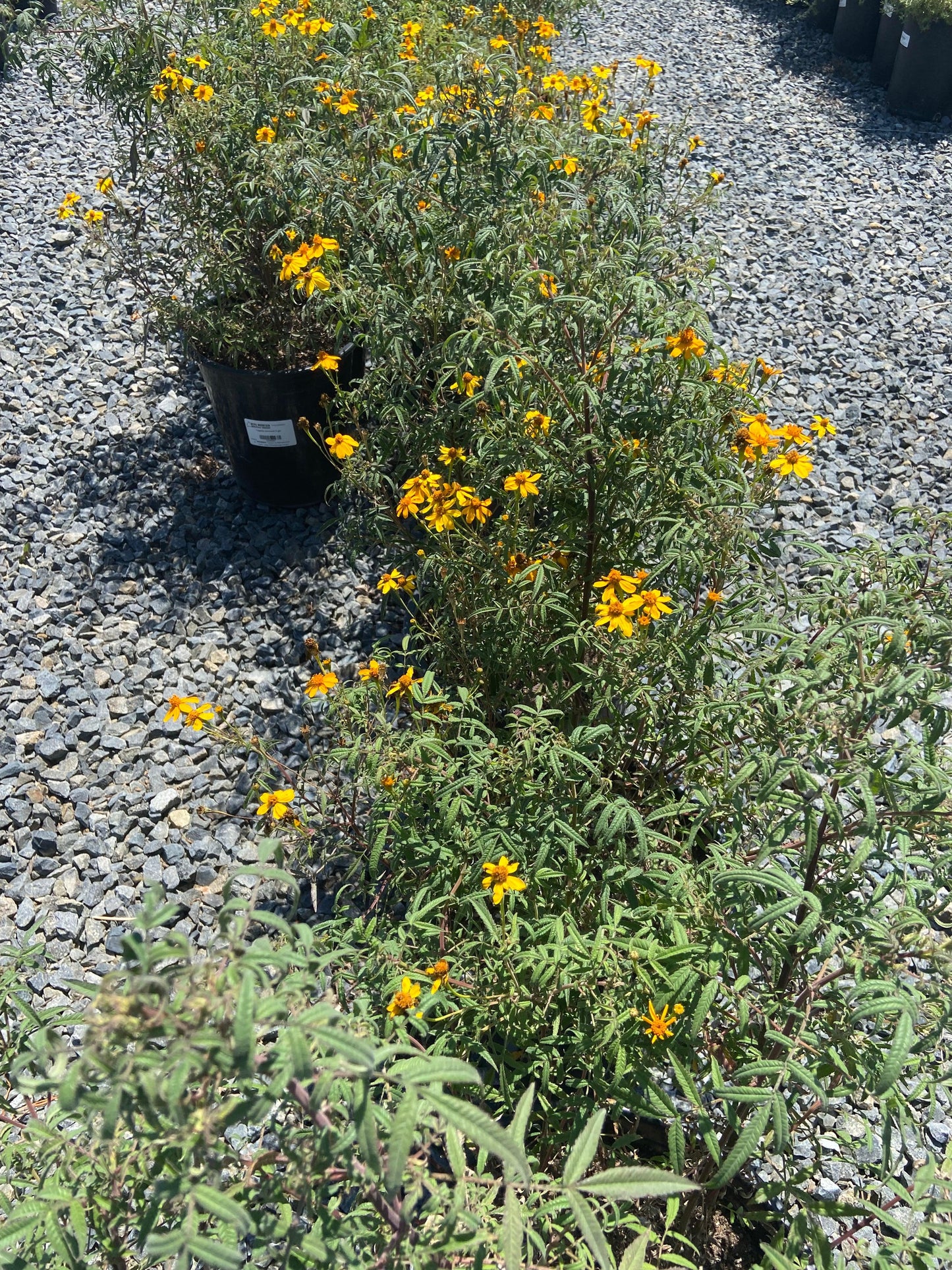 Mexican Marigold - Tagetes lemmonii - Pulled Nursery