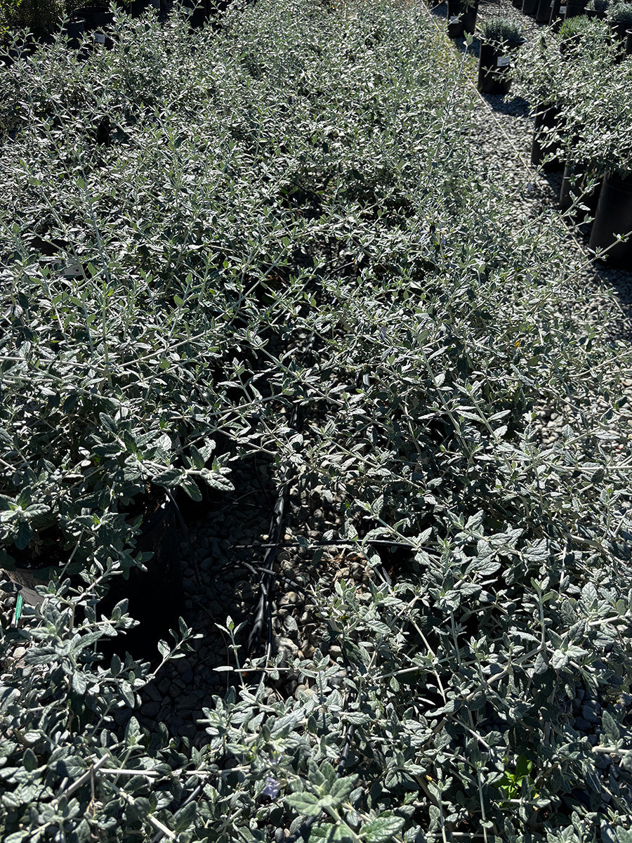 Teucrium Fruticans (Bush Germander)