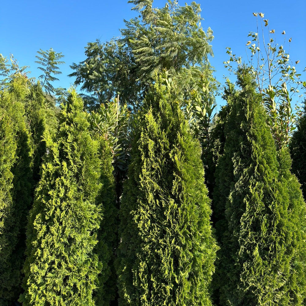 Emerald Green Arborvitae - Thuja Emerald Green - Pulled Nursery