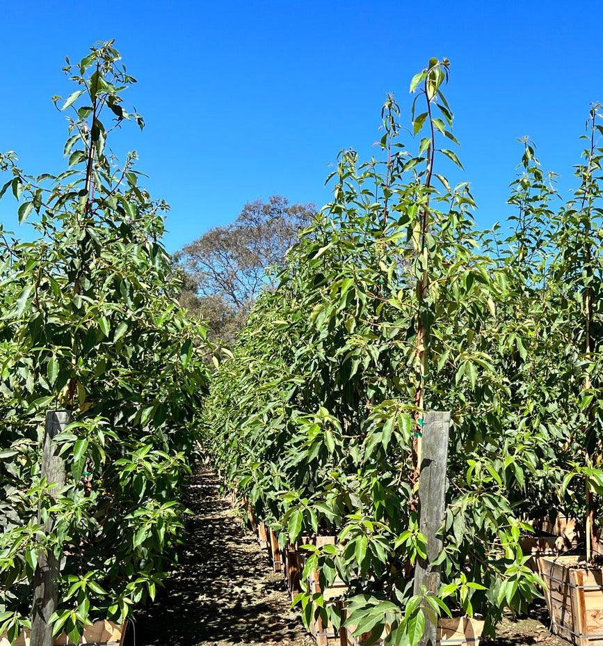 
                      
                        Brisbane Box - Tristania - Pulled Nursery
                      
                    