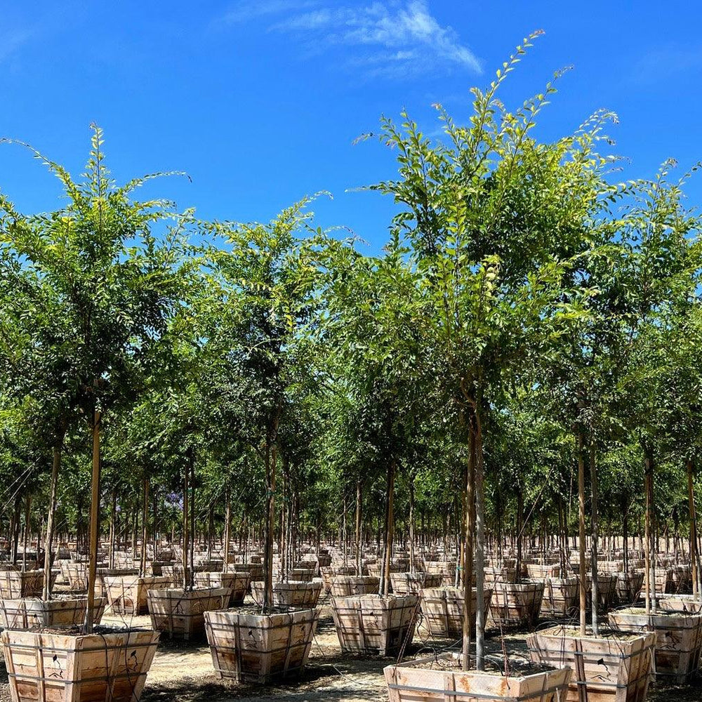 
                      
                        Chinese Elm True Green - Ulmus Parvifolia 'True Green' - Pulled Nursery
                      
                    