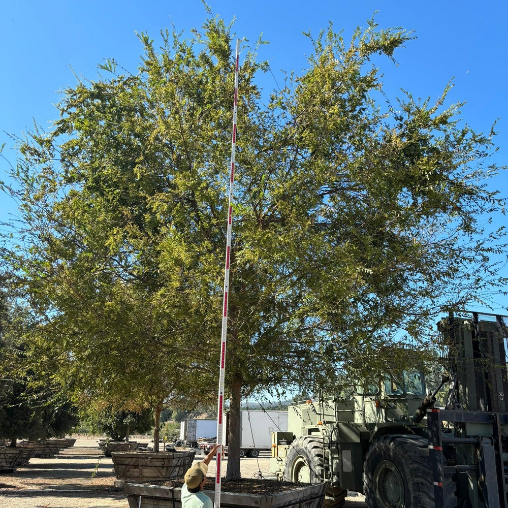 
                      
                        Chinese Elm True Green - Ulmus Parvifolia 'True Green' - Pulled Nursery
                      
                    