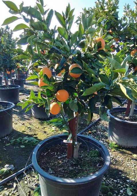 Valencia Orange Tree