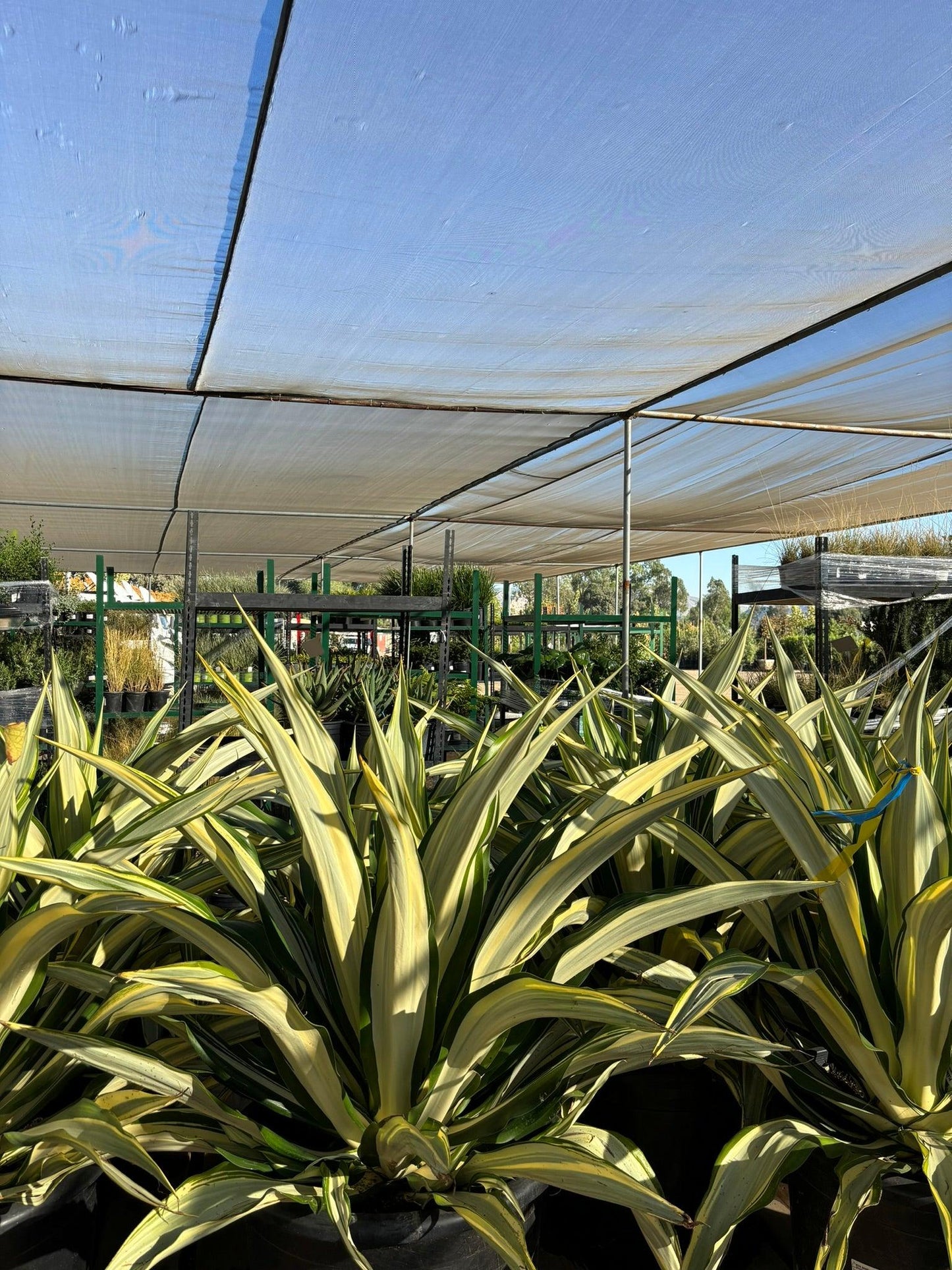 Variegated Mauritius Hemp - Furcraea Foetida Mediopicta - Pulled Nursery