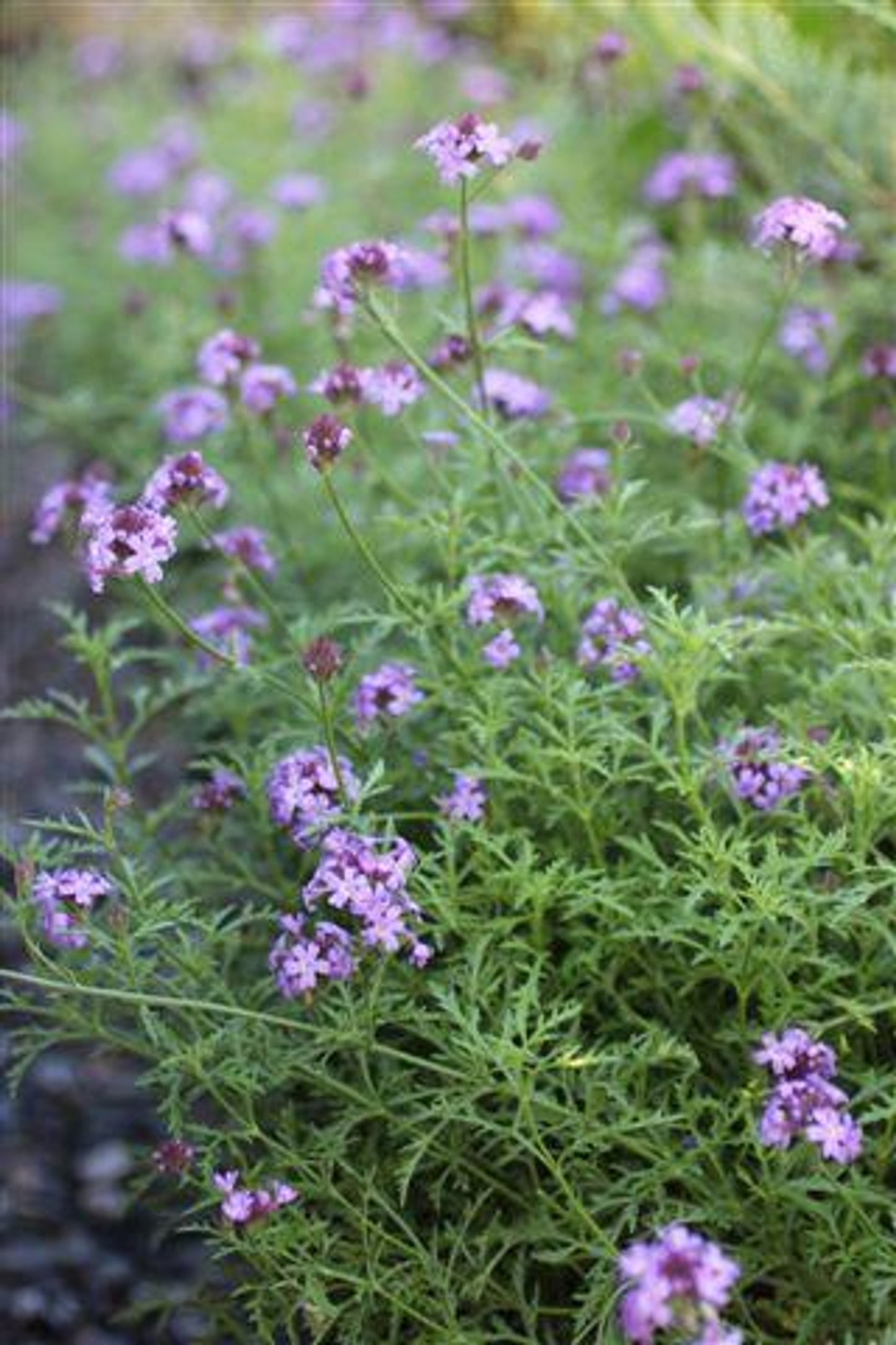 Verbena De La Mina (Verbena lilacina ‘De La Mina’)