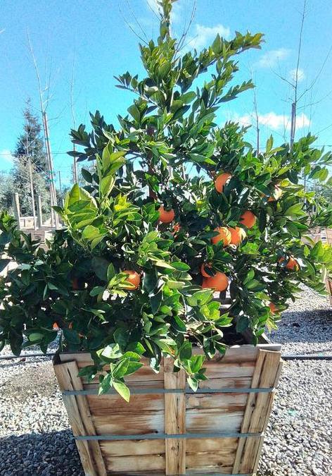 orange tree pot plant Washington Naval Orange Tree – Yardwork