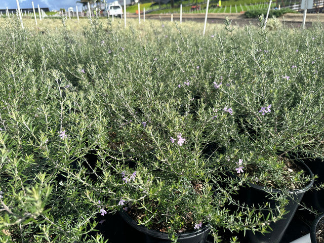 Wynyabbie Gem Coast Rosemary - Westringia 'Wynyabbie Gem'