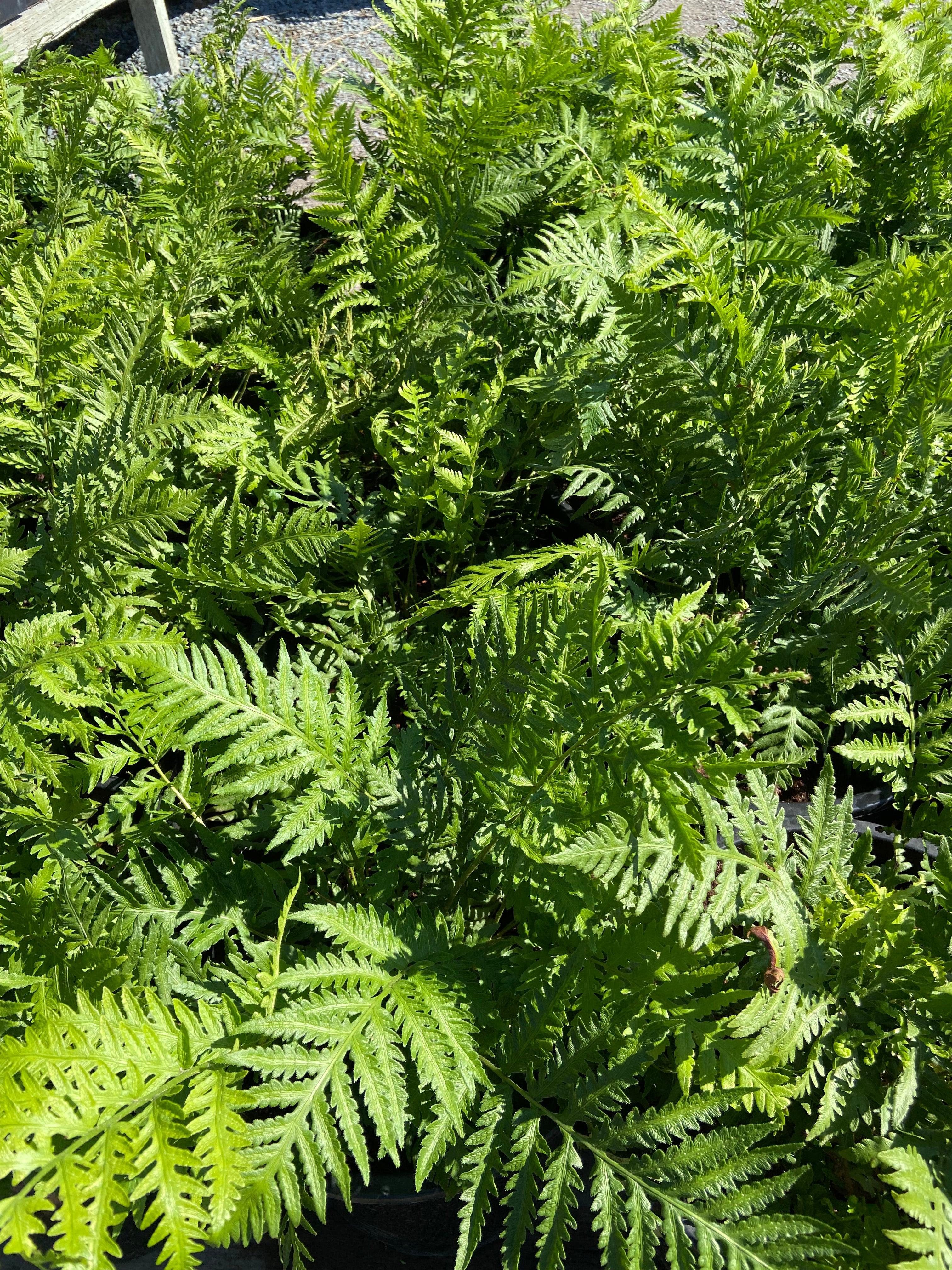 Giant Chain Fern - Woodwardia Fimbriata – Yardwork