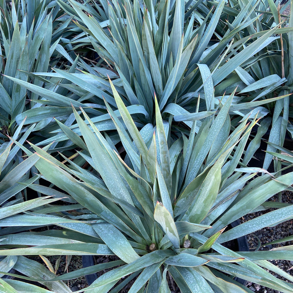 
                      
                        Yucca - Pulled Nursery
                      
                    