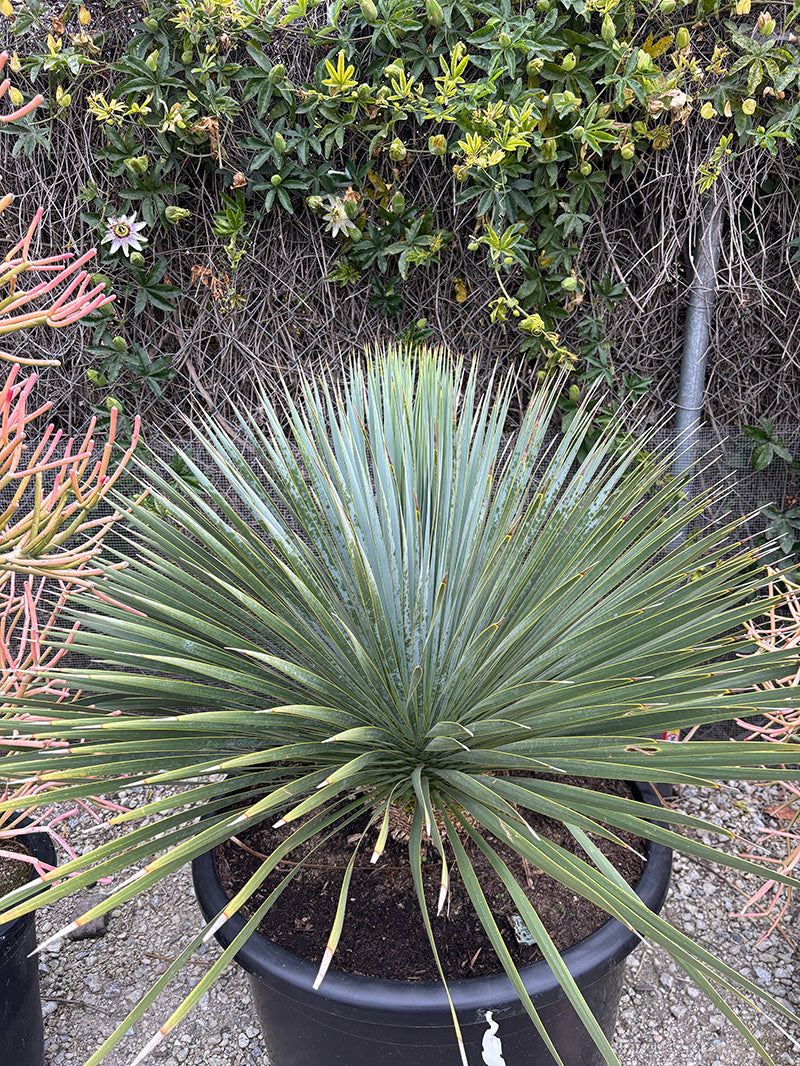 Yucca Rostrata