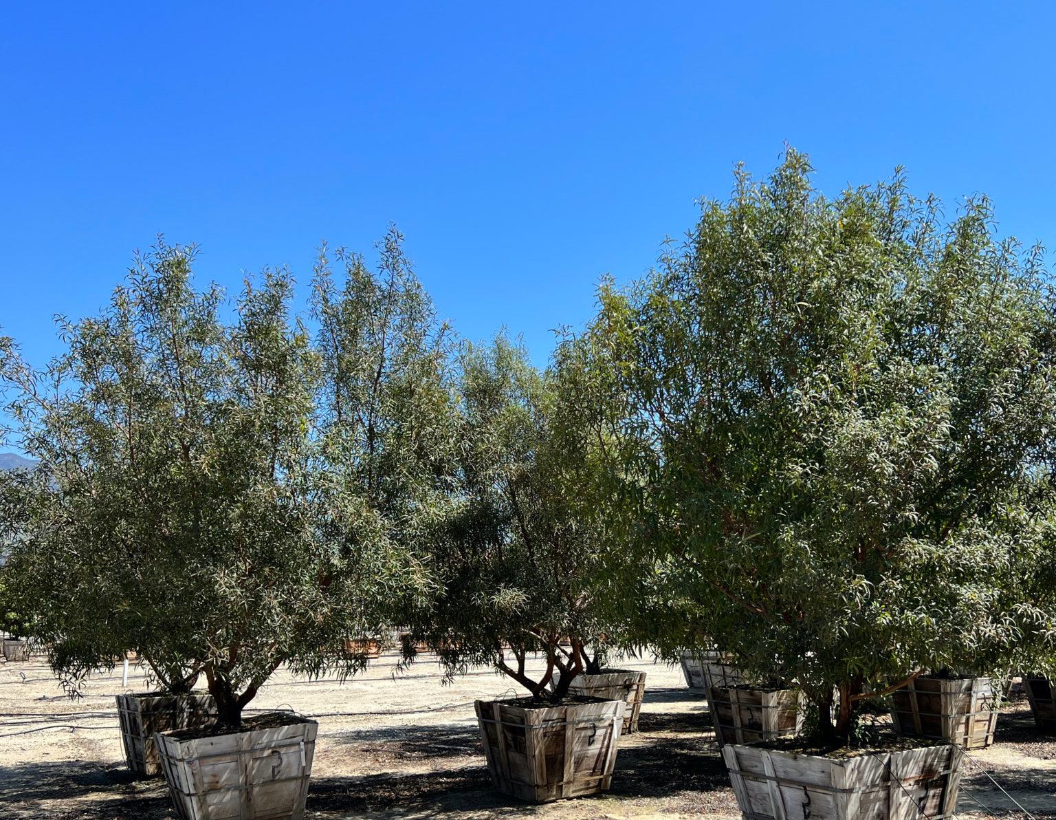 African Sumac (Rhus Lancea) Tree – Yardwork