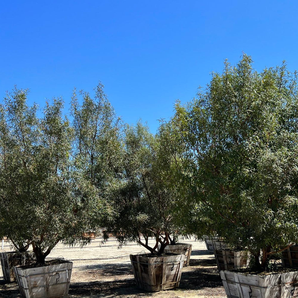 
                      
                        African Sumac (Rhus Lancea) - Pulled Nursery
                      
                    