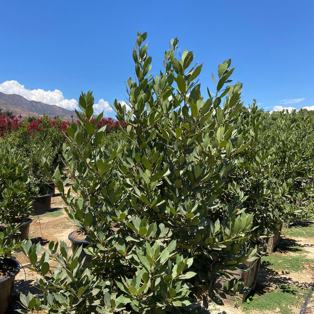 
                      
                        Bay Laurel (Laurus Nobilis) - Pulled Nursery
                      
                    