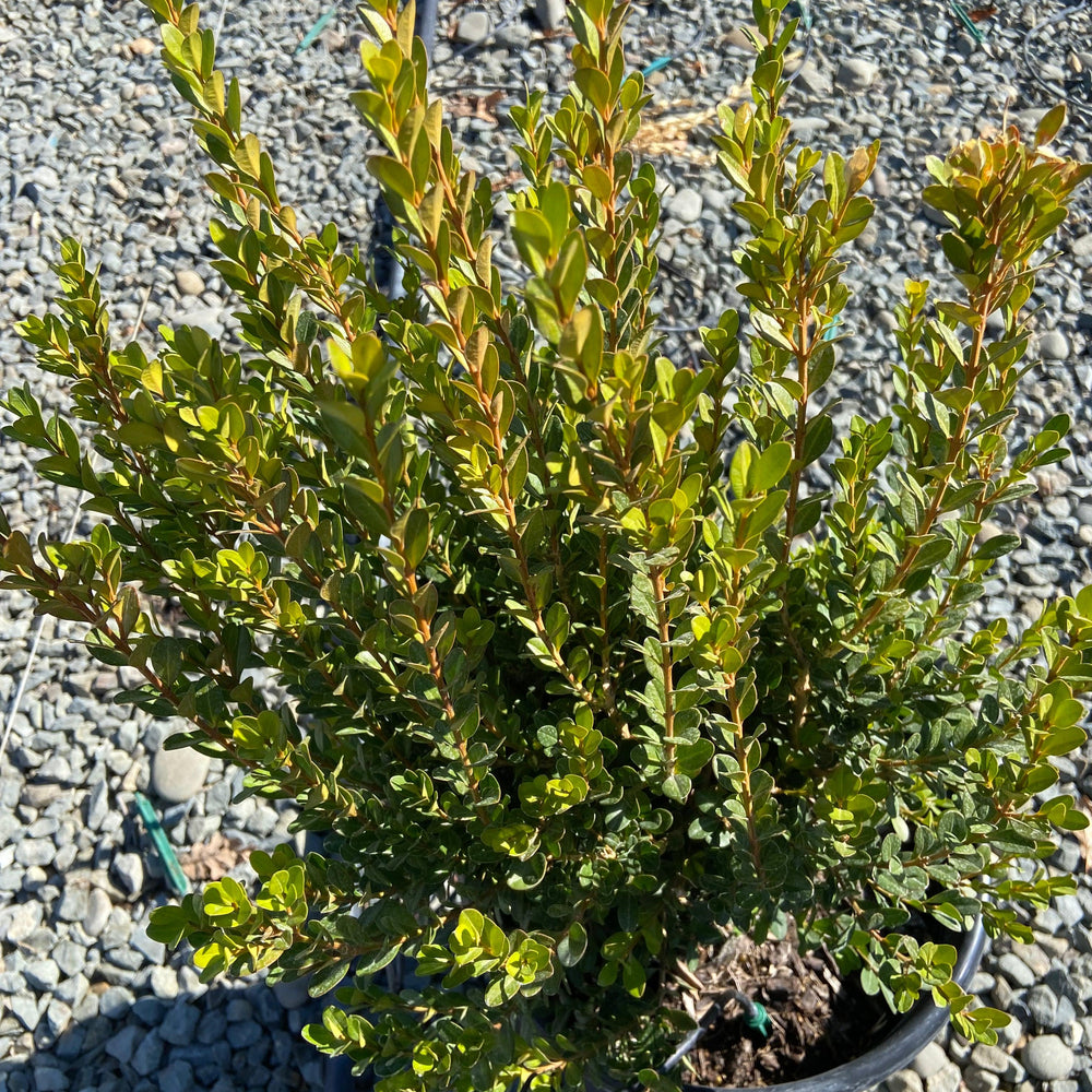 
                      
                        Boxwood - Buxus - Pulled Nursery
                      
                    