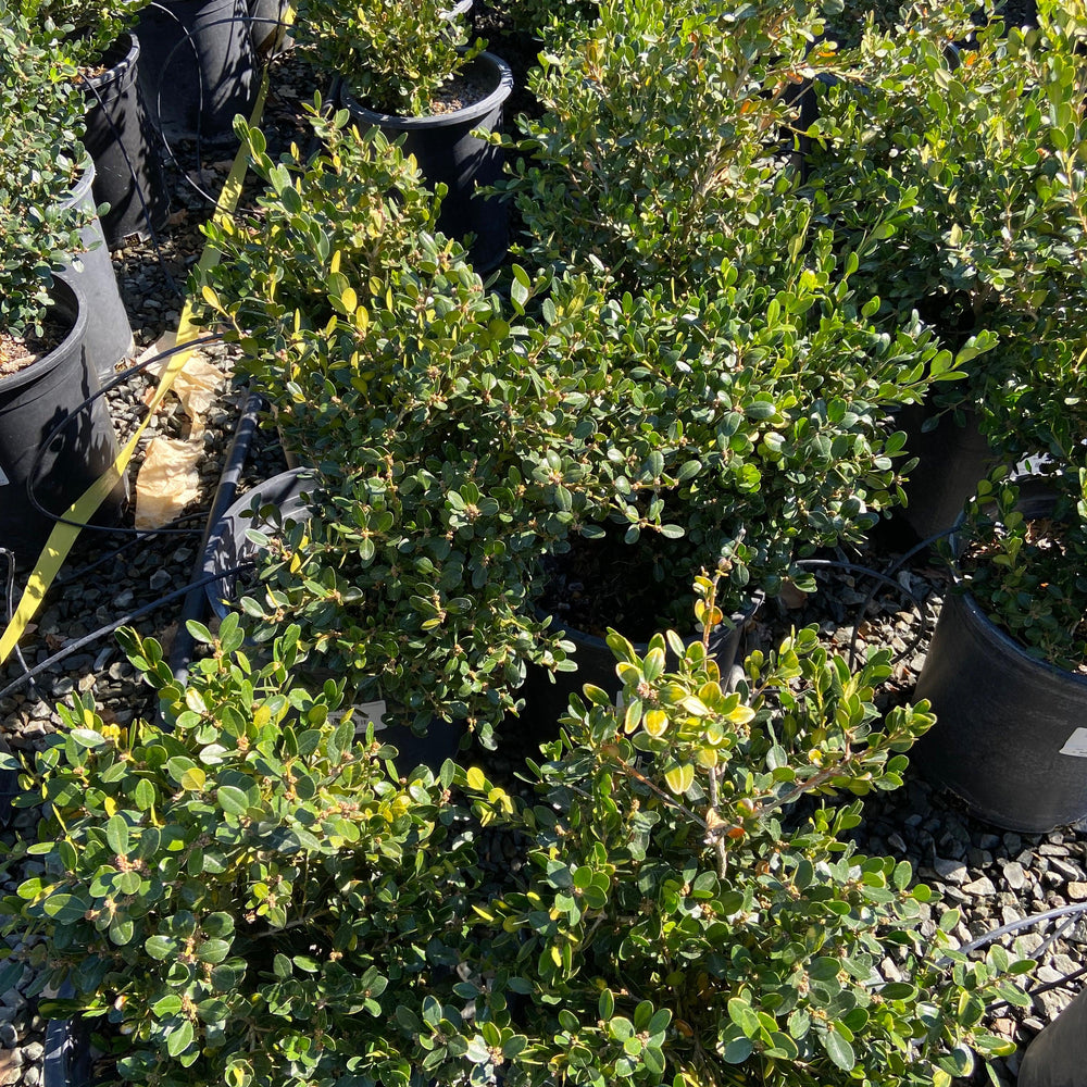 
                      
                        Boxwood - Buxus - Pulled Nursery
                      
                    