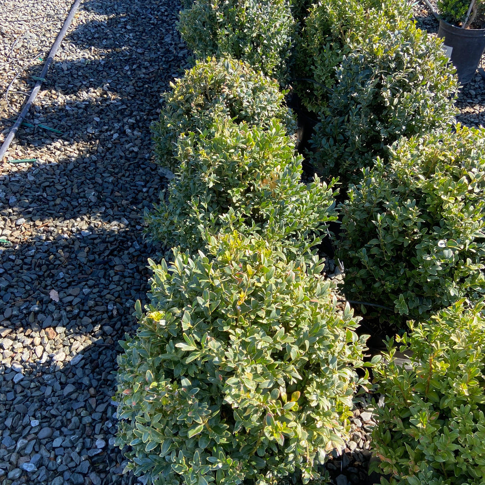 
                      
                        Boxwood - Buxus - Pulled Nursery
                      
                    