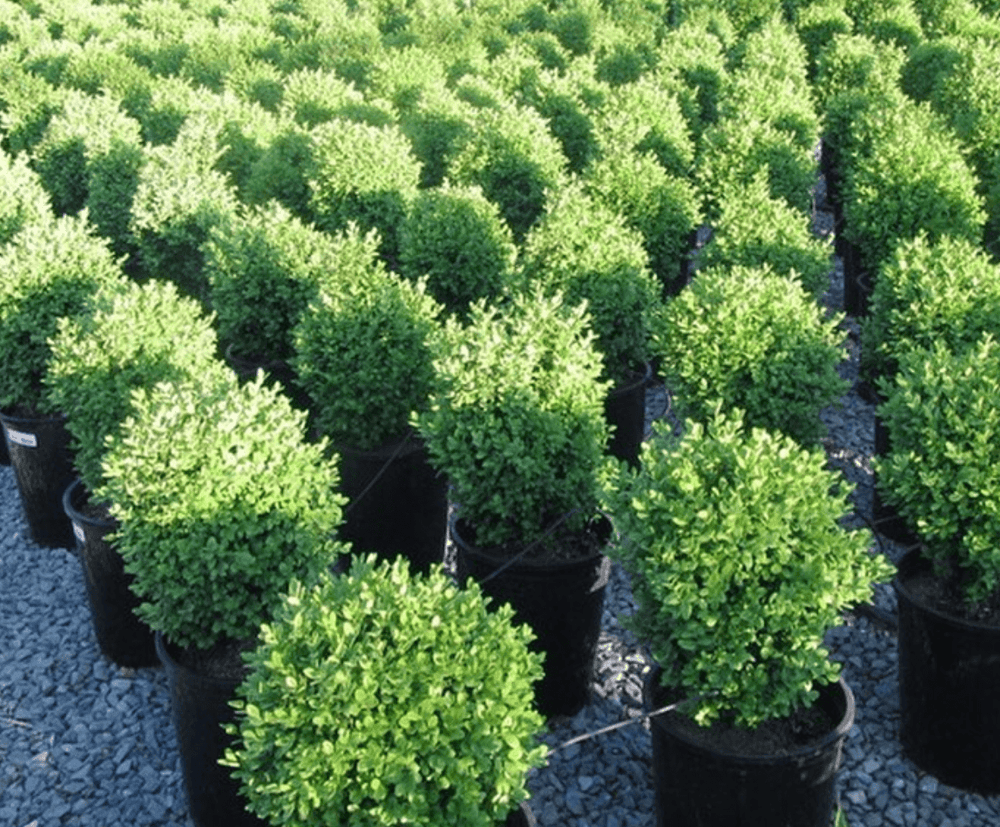 
                      
                        Boxwood - Buxus - Pulled Nursery
                      
                    