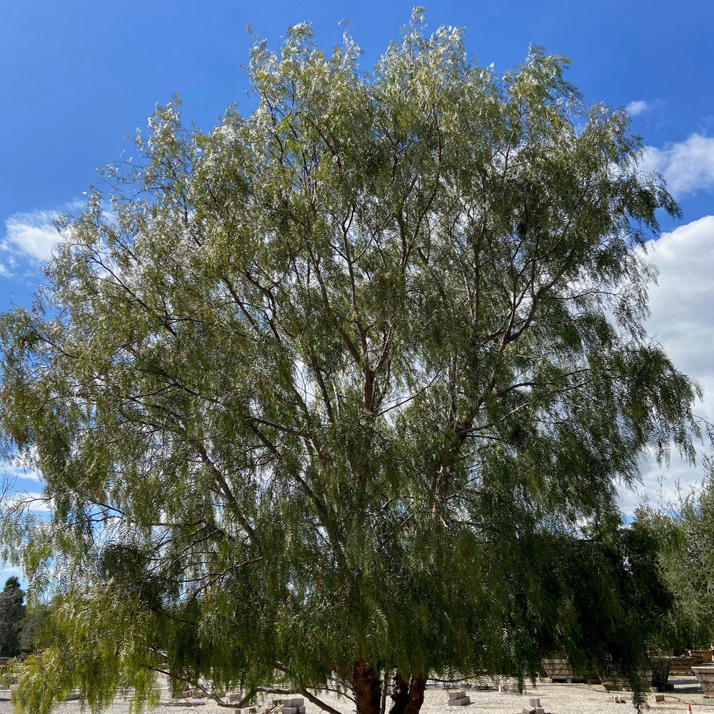 
                      
                        California Pepper Tree (Schinus Molle) - Pulled Nursery
                      
                    