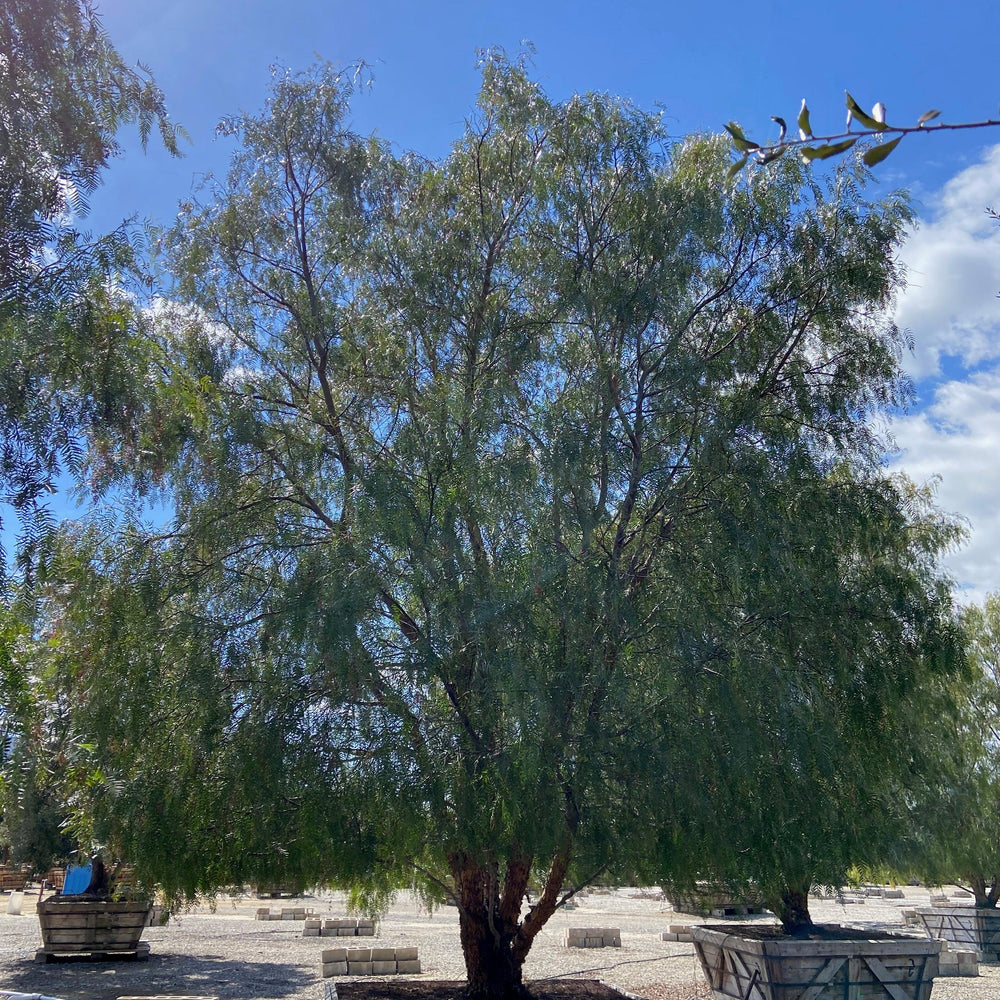 
                      
                        California Pepper Tree (Schinus Molle) - Pulled Nursery
                      
                    