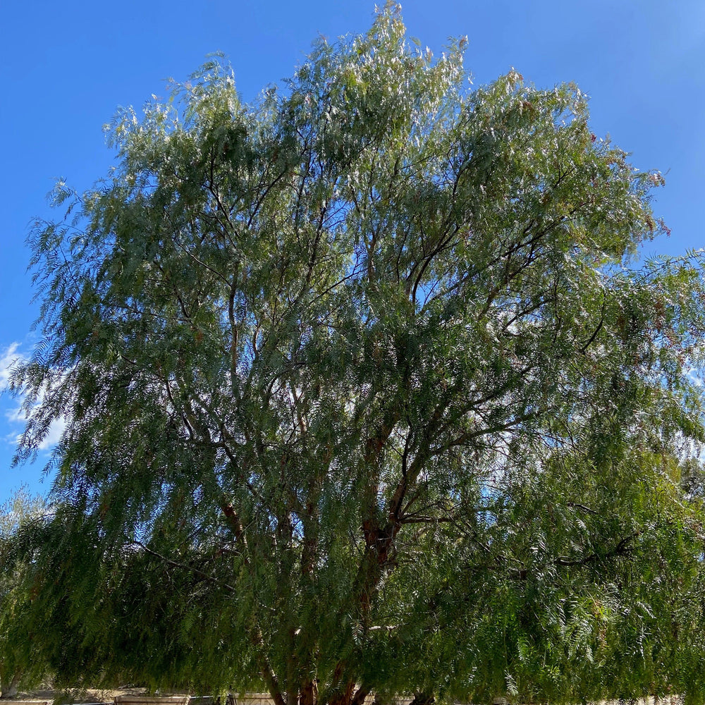 
                      
                        California Pepper Tree (Schinus Molle) - Pulled Nursery
                      
                    