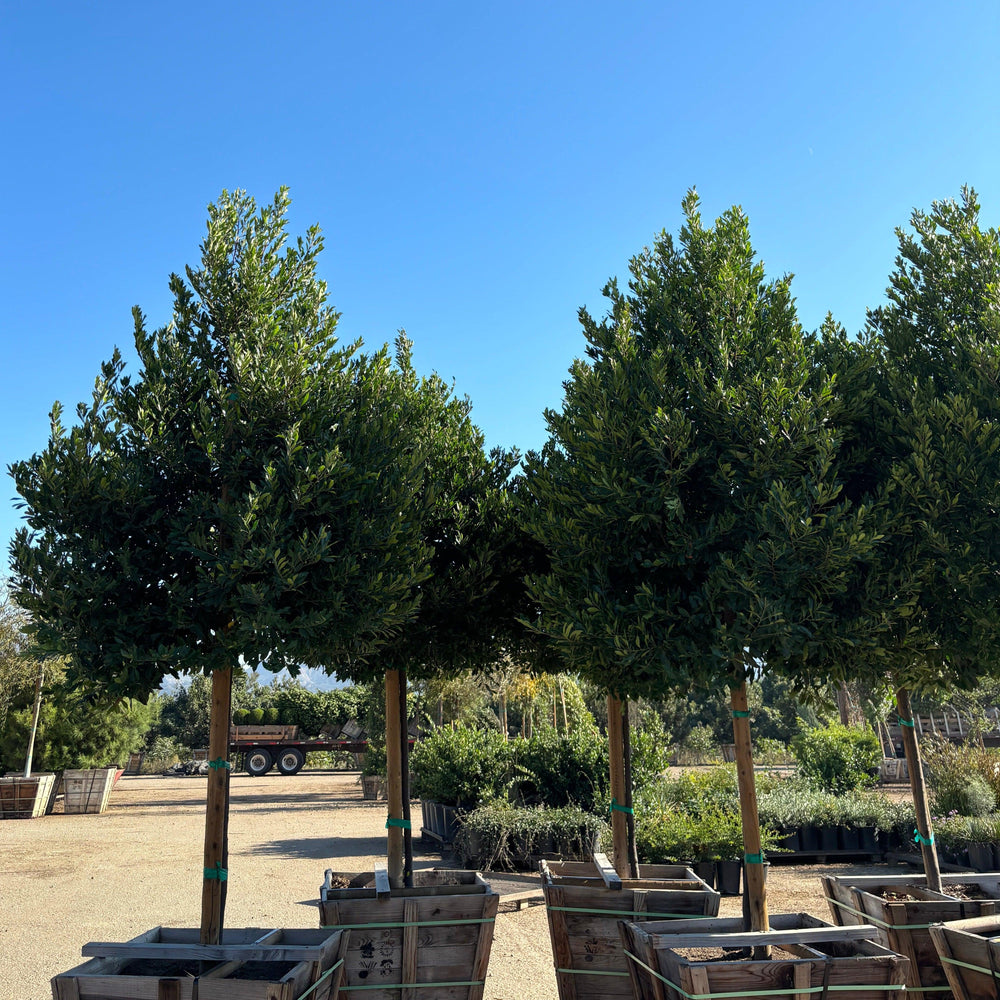 
                      
                        Carolina Cherry Laurel (Prunus Caroliniana) - Pulled Nursery
                      
                    