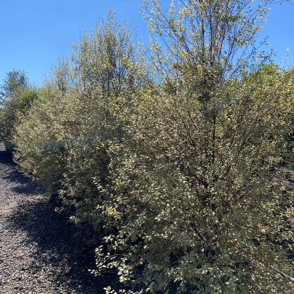 
                      
                        Cheesewood - Pittosporum - Pulled Nursery
                      
                    