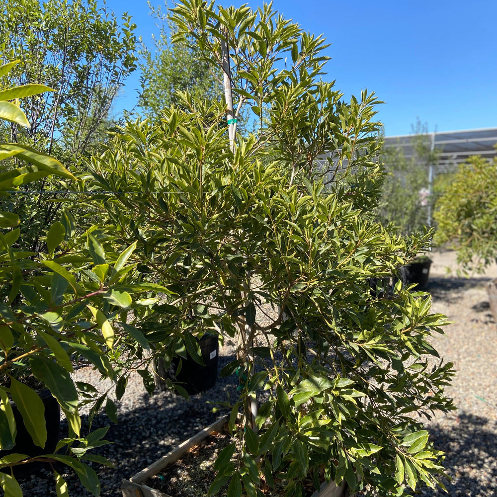 
                      
                        Cheesewood - Pittosporum - Pulled Nursery
                      
                    