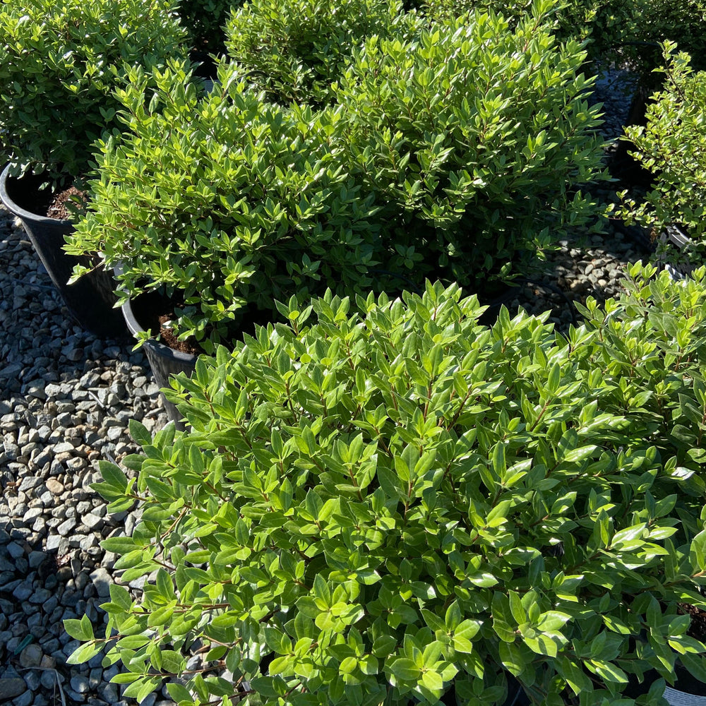 
                      
                        Cheesewood - Pittosporum - Pulled Nursery
                      
                    