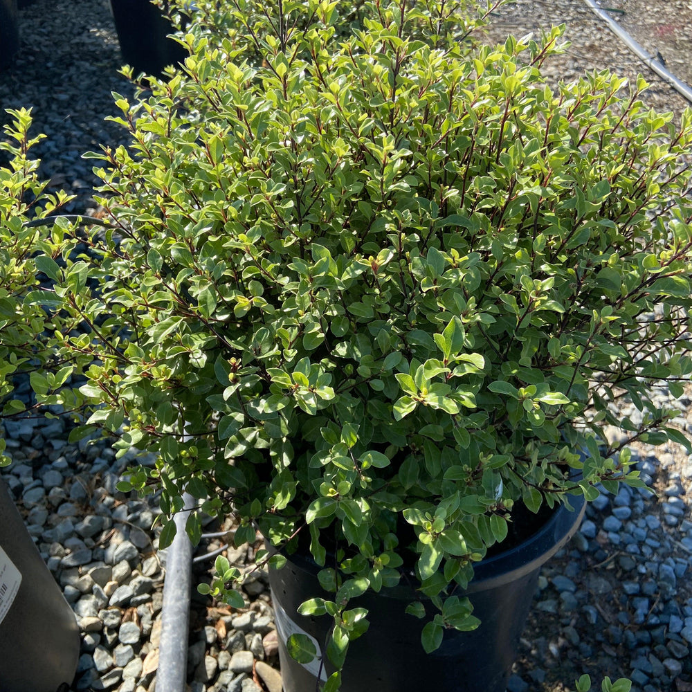 
                      
                        Cheesewood - Pittosporum - Pulled Nursery
                      
                    