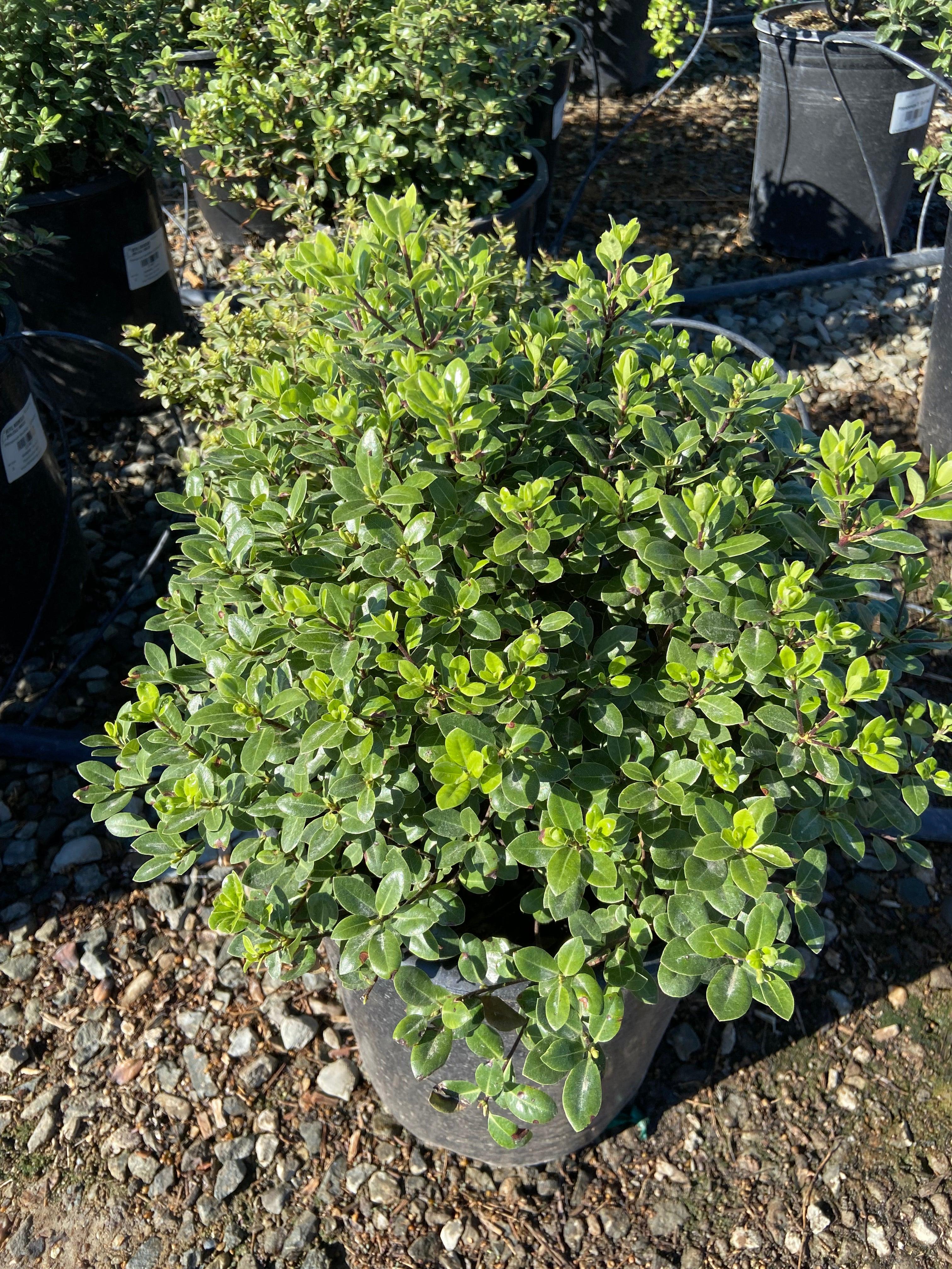 Cheesewood - Pittosporum – Yardwork