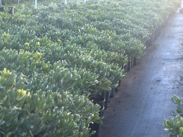 
                      
                        Cheesewood - Pittosporum - Pulled Nursery
                      
                    