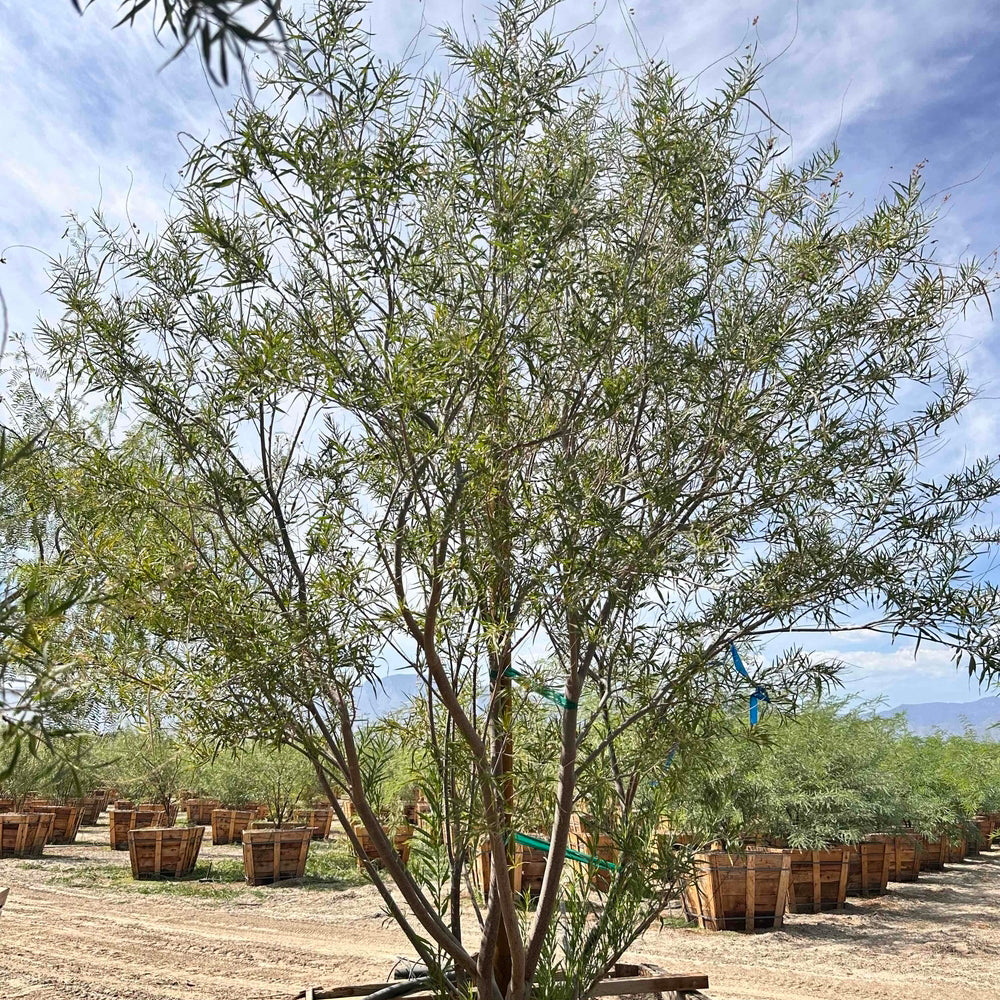 Desert Willow 'Desert Diva' - Chilopsis linearis Desert Diva Multi