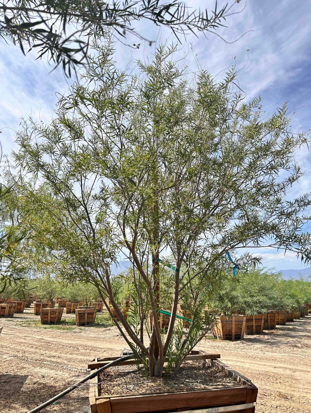 Desert Willow 'Desert Diva' - Chilopsis linearis Desert Diva Multi