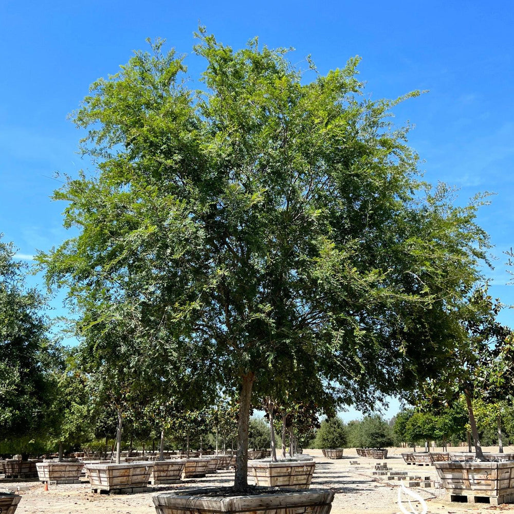 
                      
                        Chinese Elm Tree (Ulmus Parvifolia) - Pulled Nursery
                      
                    