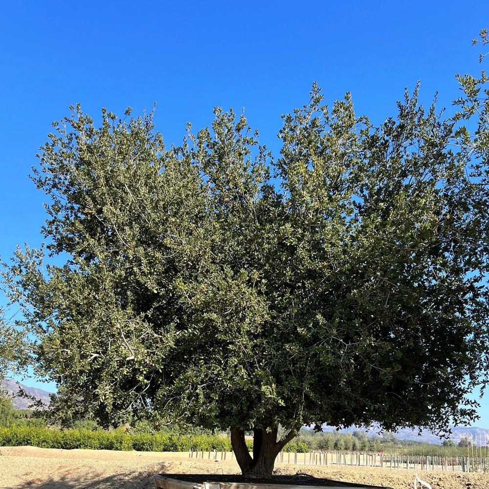 
                      
                        Coast Live Oak (Quercus Agrifolia) - Pulled Nursery
                      
                    