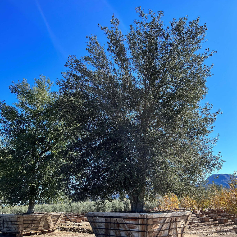 
                      
                        Coast Live Oak (Quercus Agrifolia) - Pulled Nursery
                      
                    