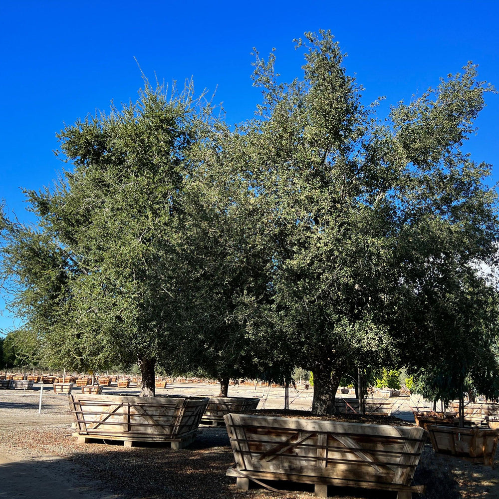 
                      
                        Coast Live Oak (Quercus Agrifolia) - Pulled Nursery
                      
                    