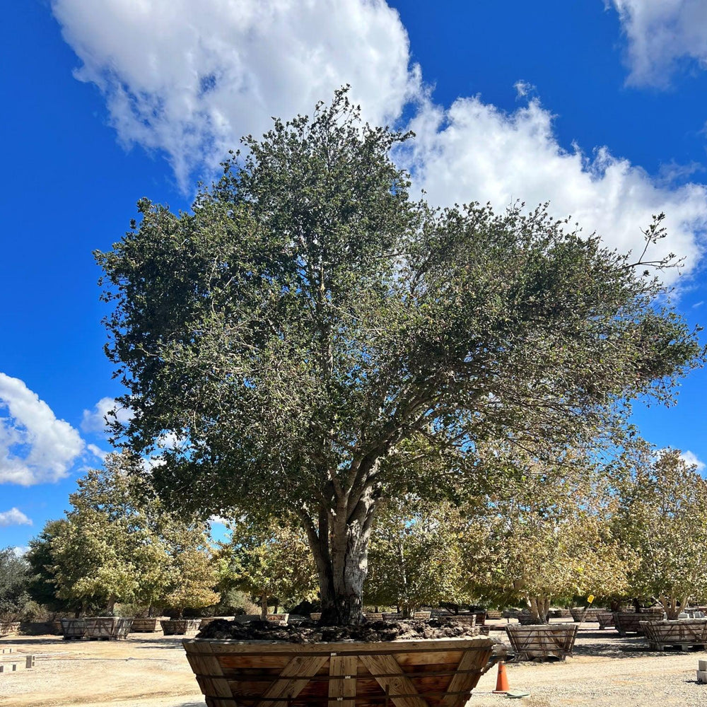 
                      
                        Coast Live Oak (Quercus Agrifolia) - Pulled Nursery
                      
                    