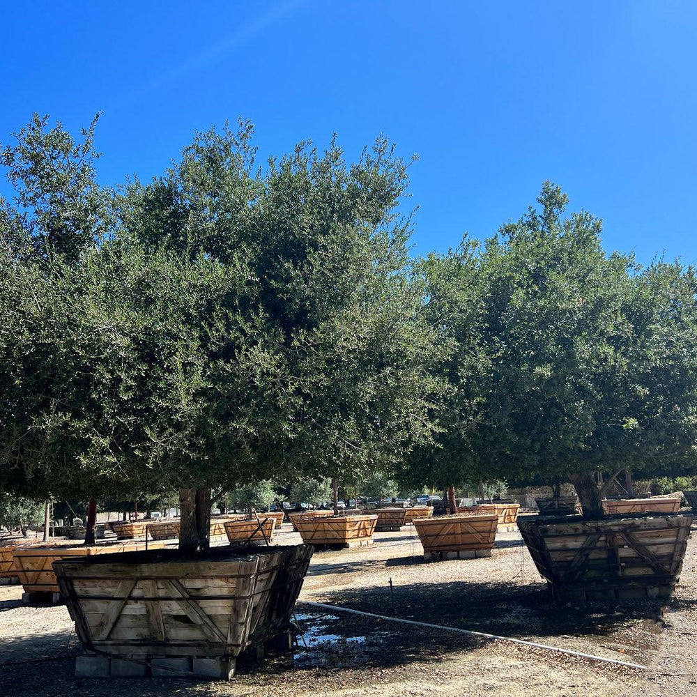 
                      
                        Coast Live Oak (Quercus Agrifolia) - Pulled Nursery
                      
                    