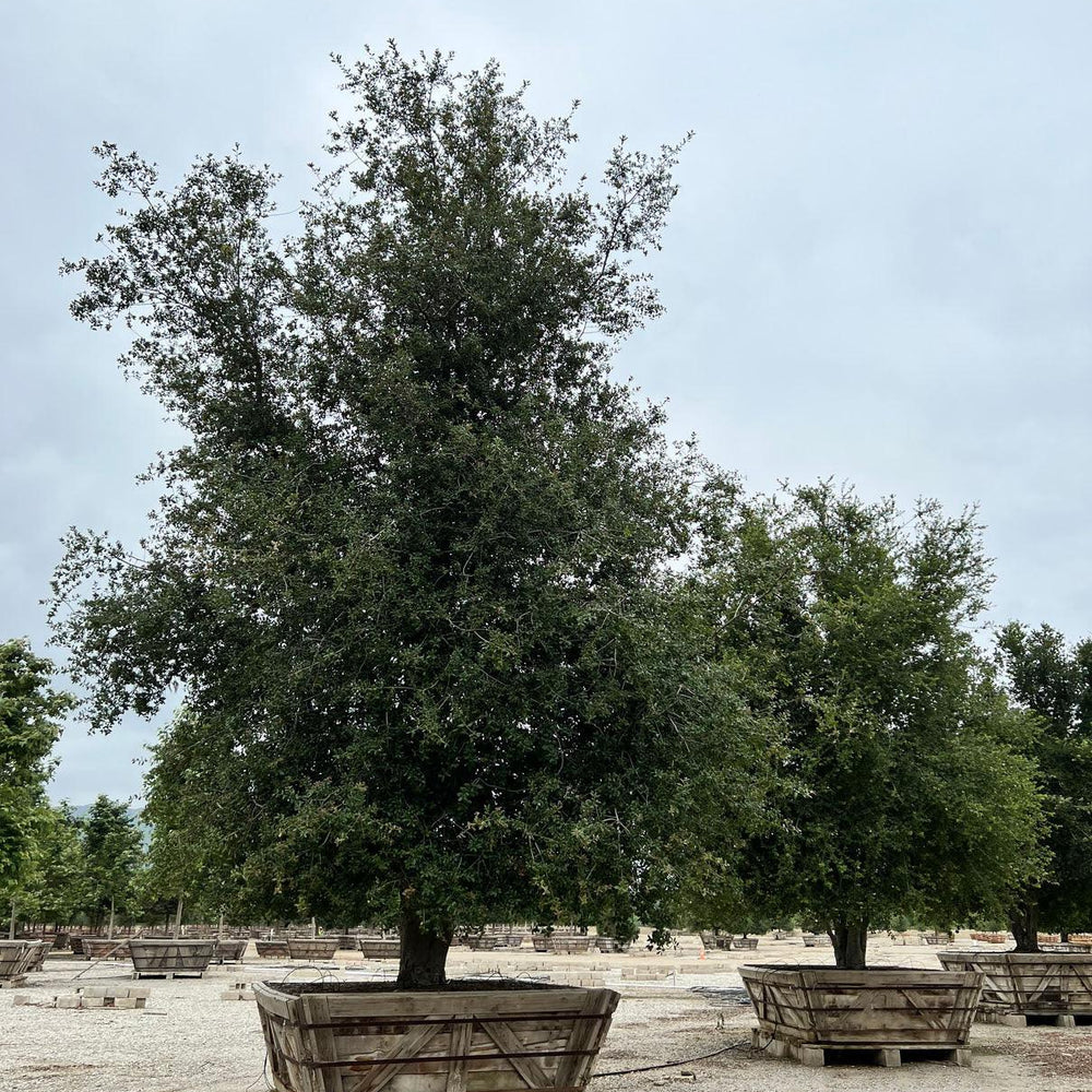 
                      
                        Coast Live Oak (Quercus Agrifolia) - Pulled Nursery
                      
                    