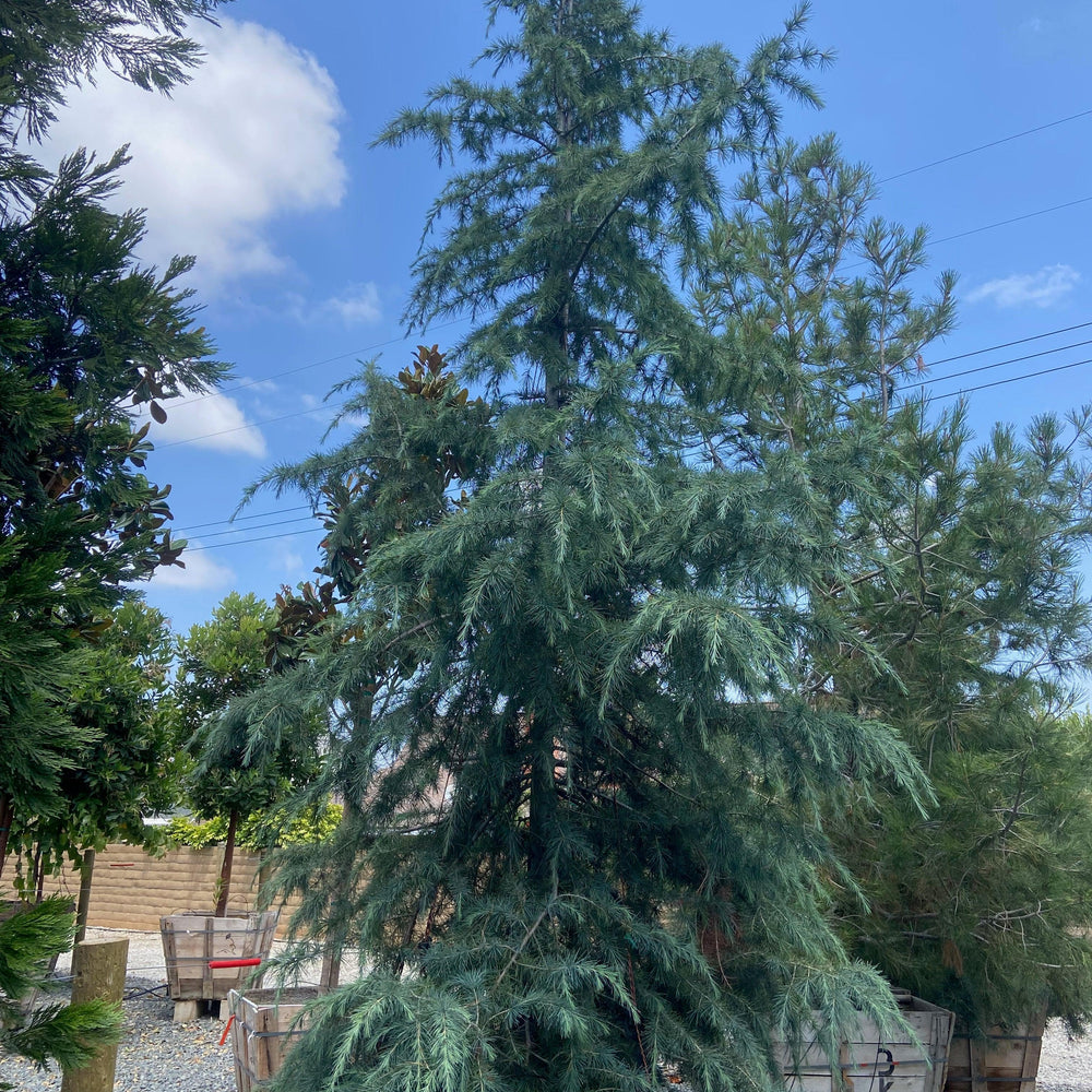 
                      
                        Deodar Cedar (Cedrus Deodara) - Pulled Nursery
                      
                    