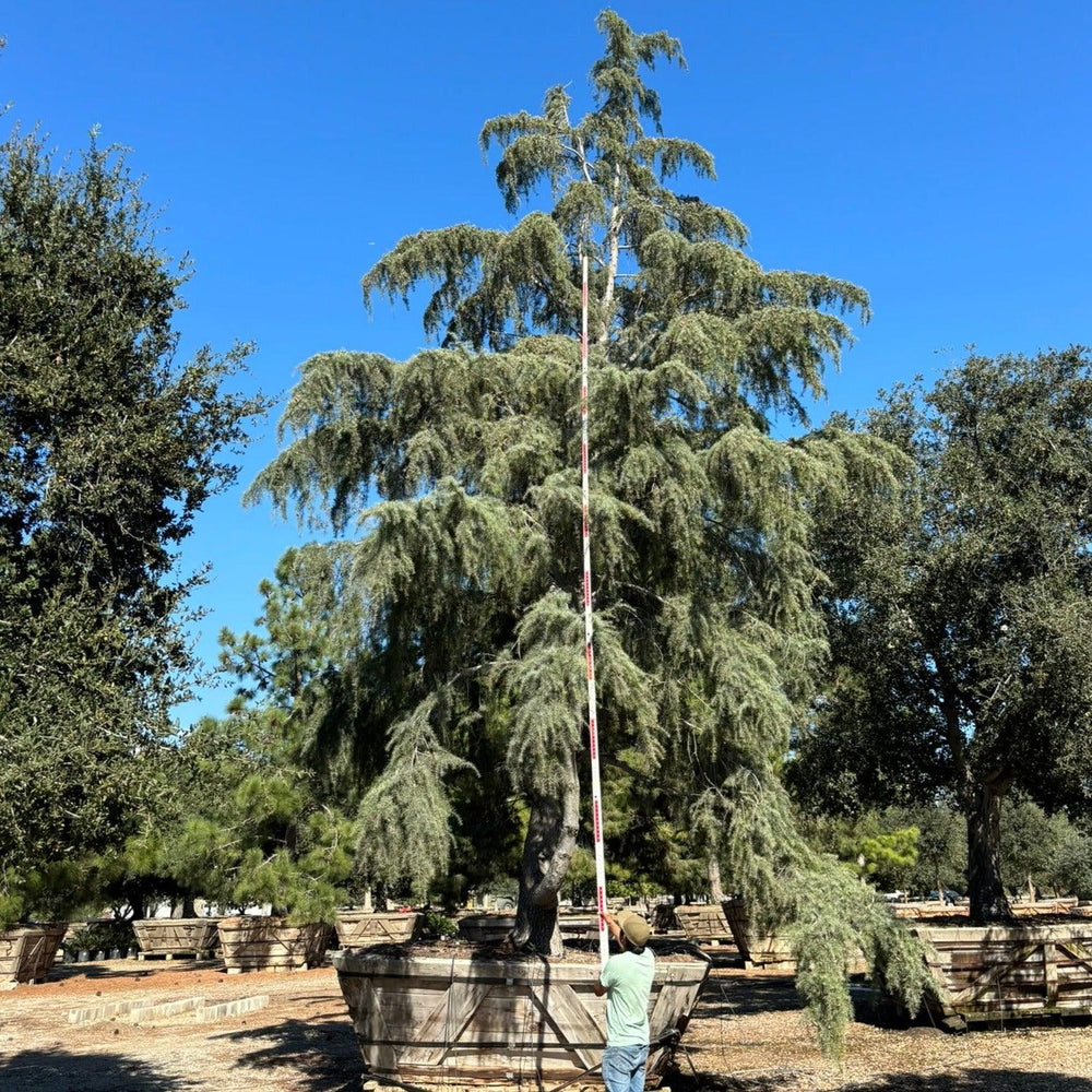 
                      
                        Deodar Cedar (Cedrus Deodara) - Pulled Nursery
                      
                    