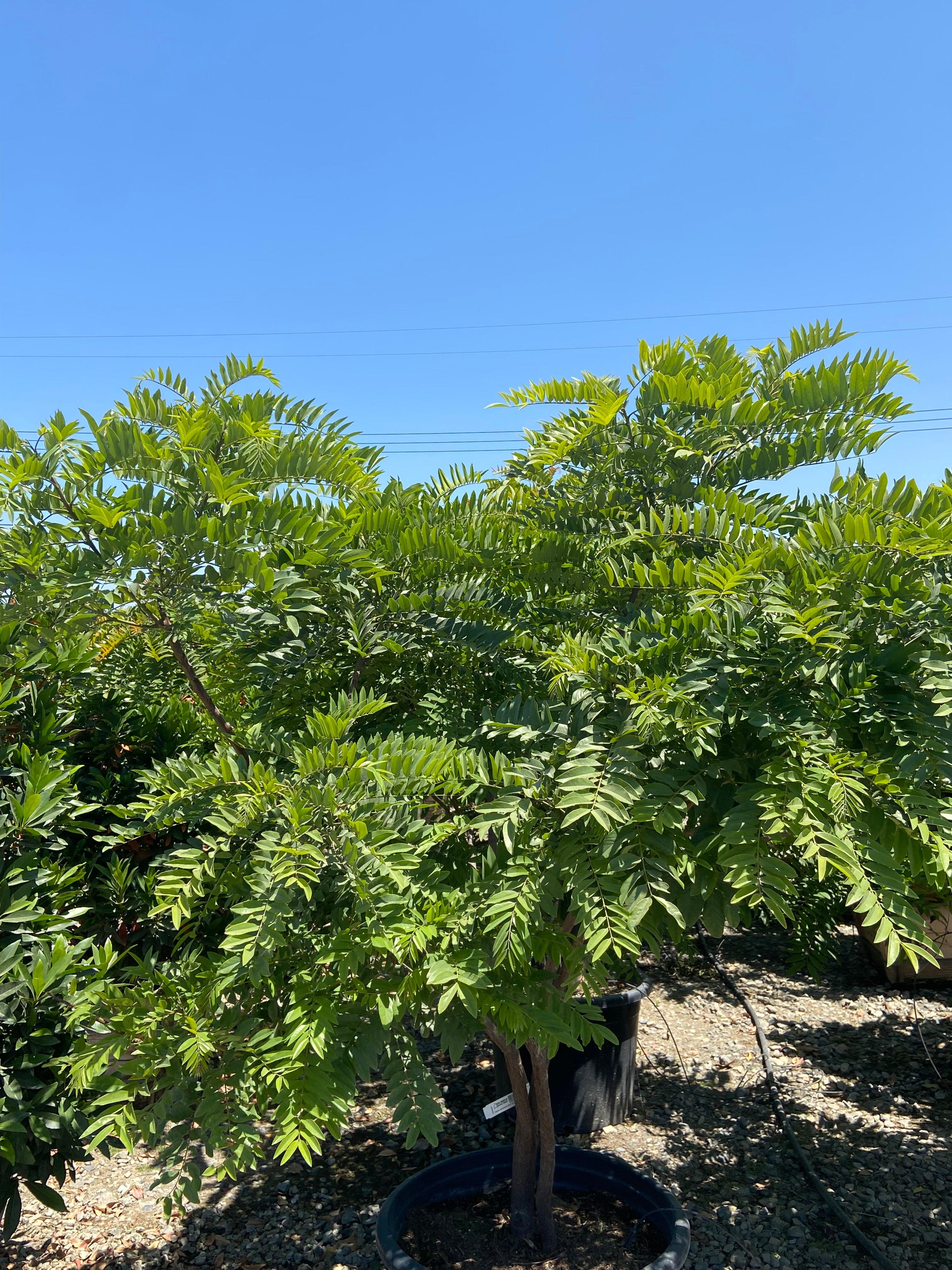 Banana Shrub (Michelia figo) - 2 Feet Tall - outlet Ship in 3 Gal