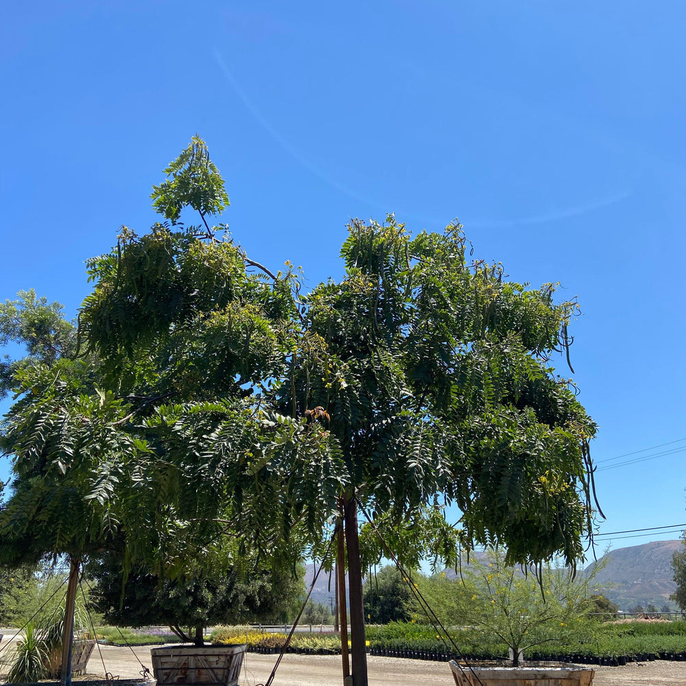 
                      
                        Gold Medallion Tree (Cassia Leptophylla) - Pulled Nursery
                      
                    